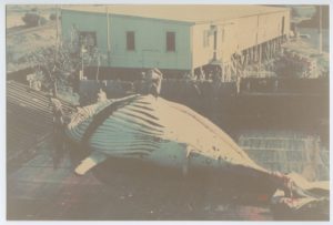 Flensing Site 8: Whaling – Byron Bay Historical Society